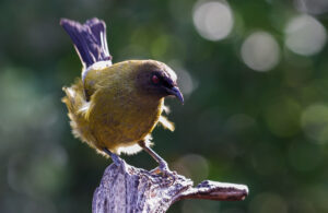 Bellbird sitting on a trunk