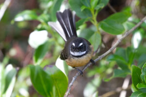 Fantail perched on a thin branch