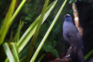 Kokako sitting on a tree branch