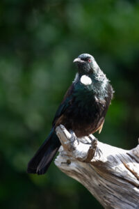 Tui perched on a branch